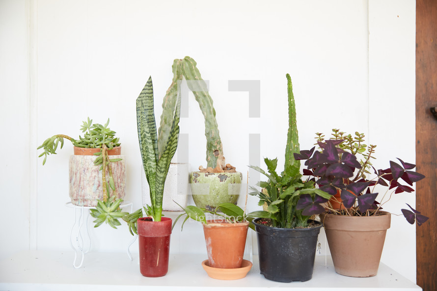 row of potted plants 