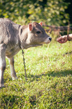 Baby Cow the Calf Eating Grass