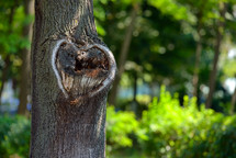 heart shape on a tree trunk 