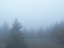 Drone photo of evergreen trees in thick fog. (trust in the Lord)