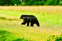 American black bear 