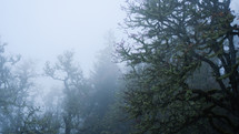 Trees reaching over on a foggy day.
