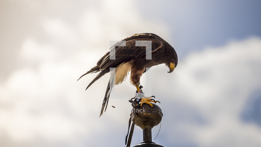 eagle on a perch 