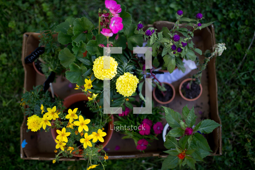 flowers in flower pots in a yard 