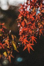 red maple leaves 
