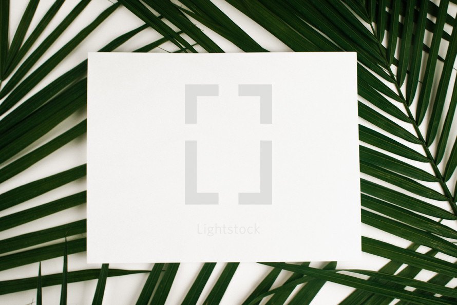 white sign on palm frond against a white background 