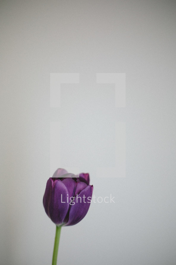 purple tulip 