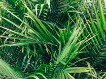 palm fronds background 