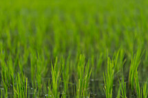 green grass background 