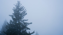 Evergreen tree on a foggy day.