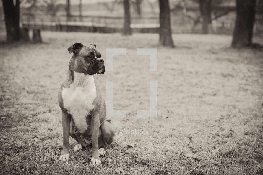 A boxer dog sitting outdoors.