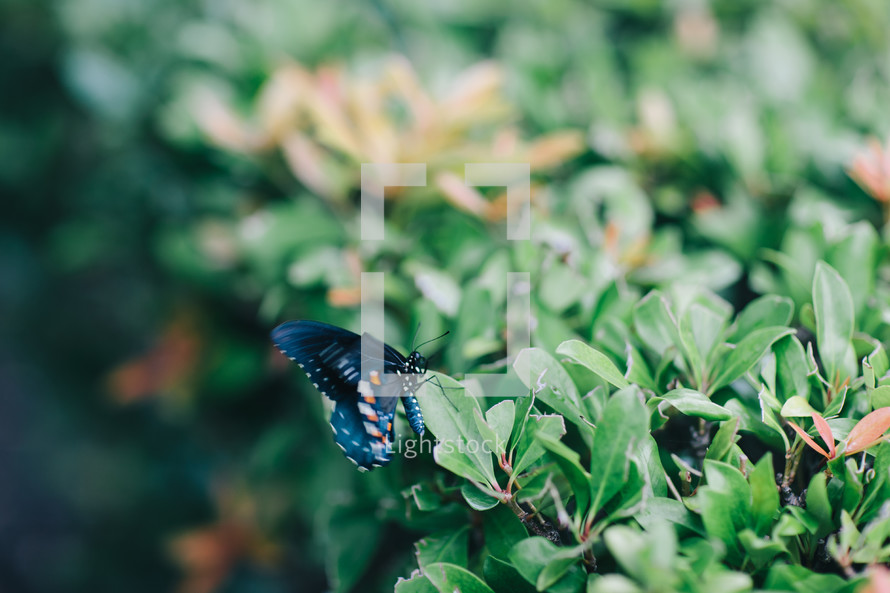 black butterfly on a bush 