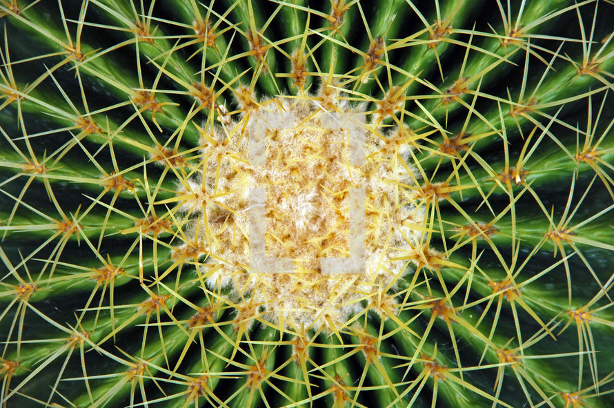 center of a cactus 
