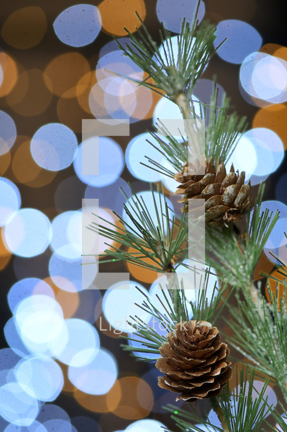 bokeh lights and evergreen branches 
