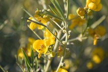 yellow desert flowers in Nevada in December 