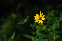 yellow flower against a black background