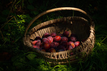 Old Basket with Ripe Plums