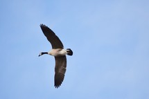 A goose in flight 