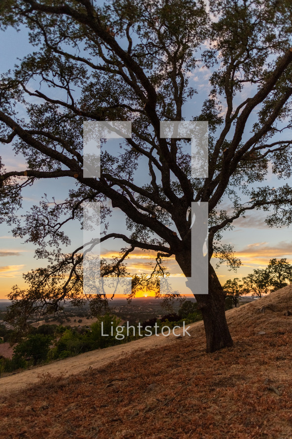 silhouette of a tree on a hillside at sunset 