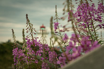 purple flowers and lighthouse view 