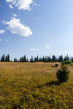field and evergreen trees 