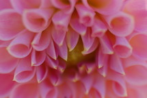 closeup of pink flower 