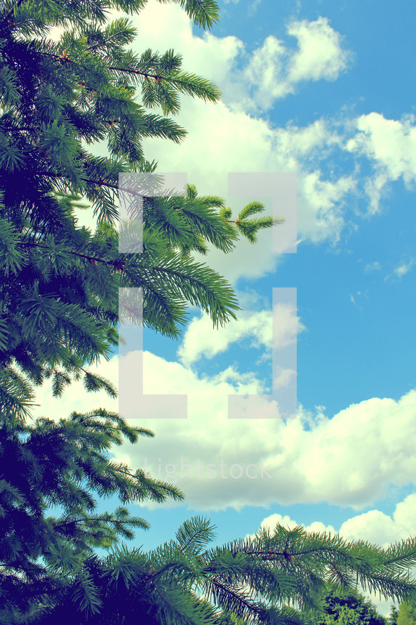 pine tree and blue sky 