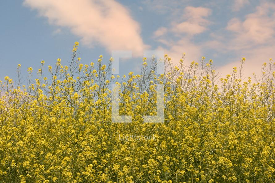 Rapeseed field and blue Sky in spring time