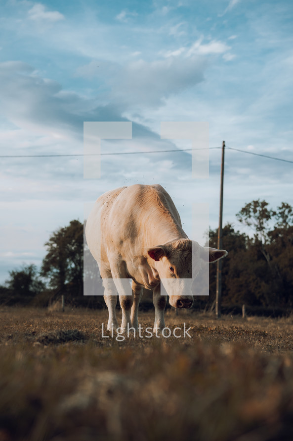White cow alone in a farm field grazing, cattle