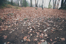 fall leaves on the forest floor 