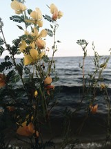 flowers growing along a shore 