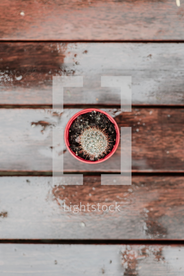 potted cactus on a wood deck 