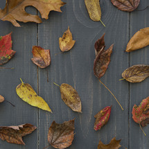 fall leaves on gray wood background 