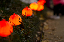 jack-o-lantern string of lights in a bush 