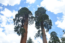 tall trees 