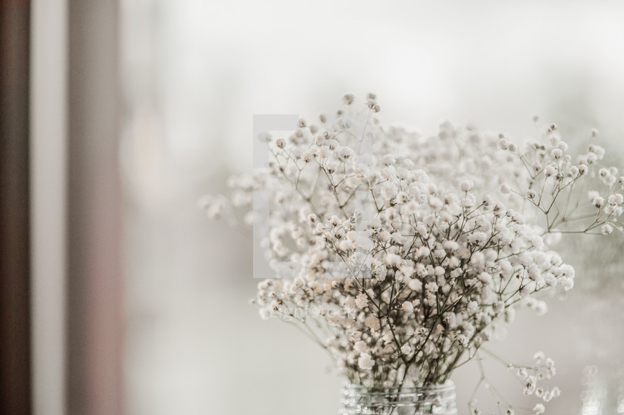 tiny white flowers in a vase 
