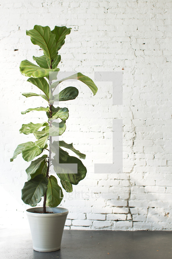 A tall potted plant in front of a white brick wall.