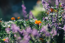 purple and orange flowers in a flower garden 