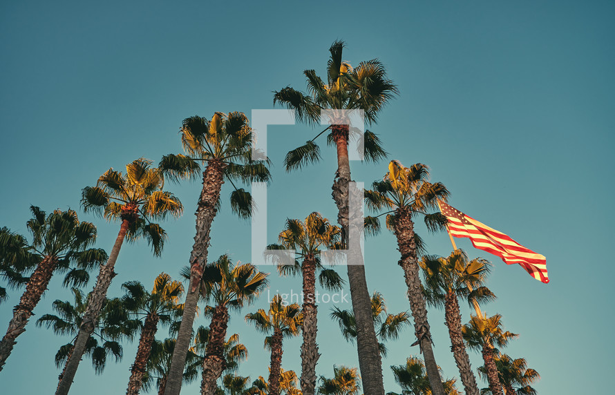 Palm trees and American flag on a flagpole 