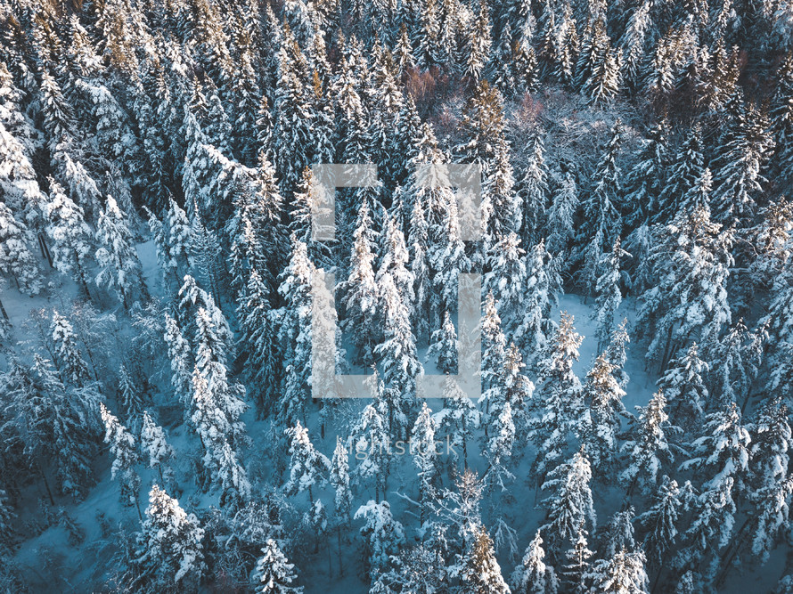 aerial view over a snow covered evergreen forest 