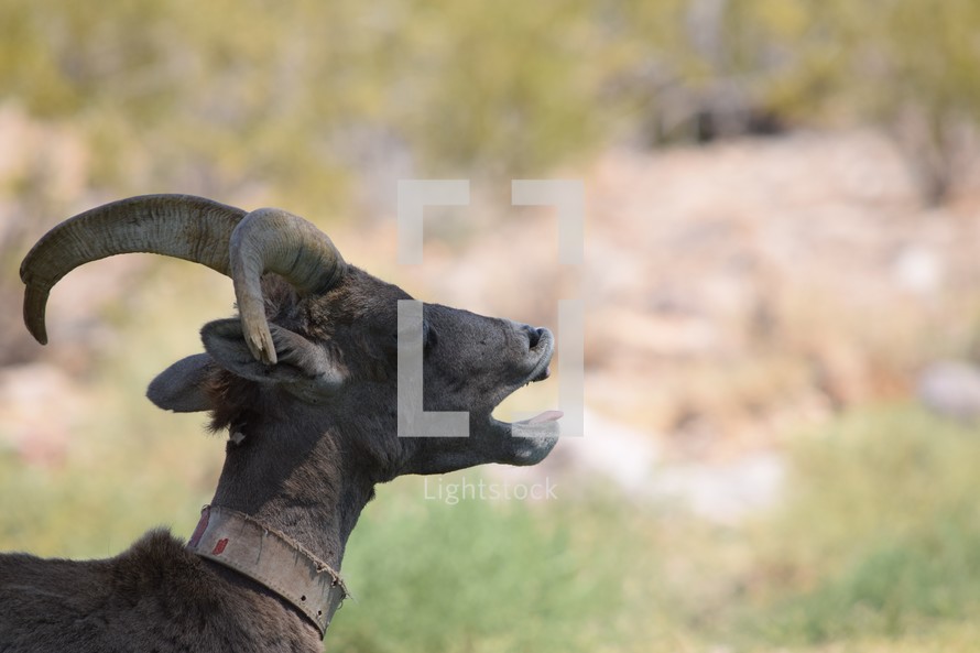 Big horn sheep Hemenway Valley Park, Boulder City, Nevada 