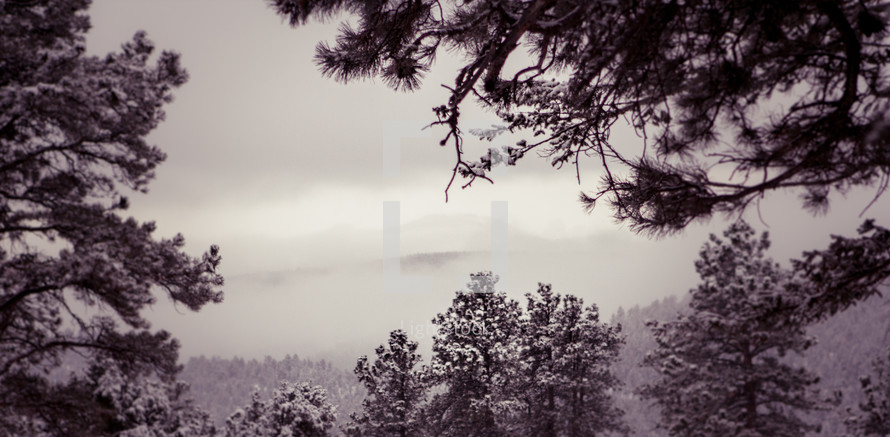 morning fog in a snowy winter mountain forest 