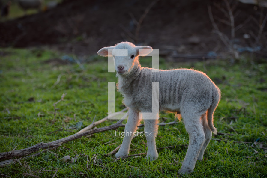 newborn lambs in springtime in sunset light
