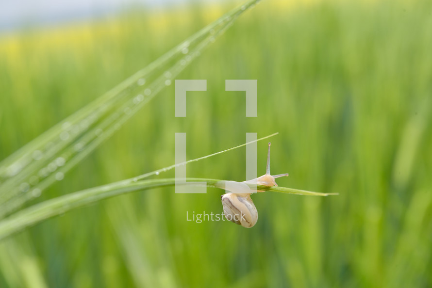 snail on green wheat in a field 