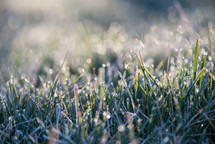 wet frost on grass