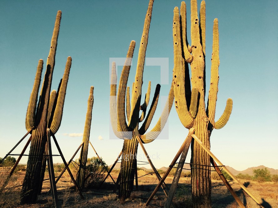 tall cactus supported with stacks