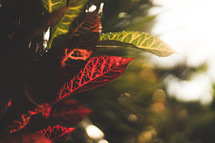 sunlight on red and green leaves 