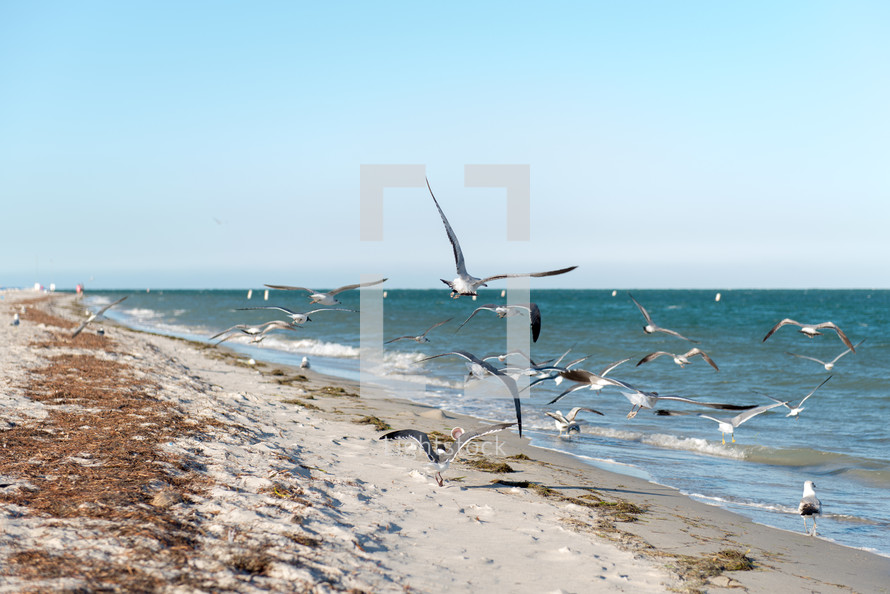 flock of seagulls on a beach 