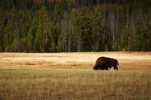 bison grazing 