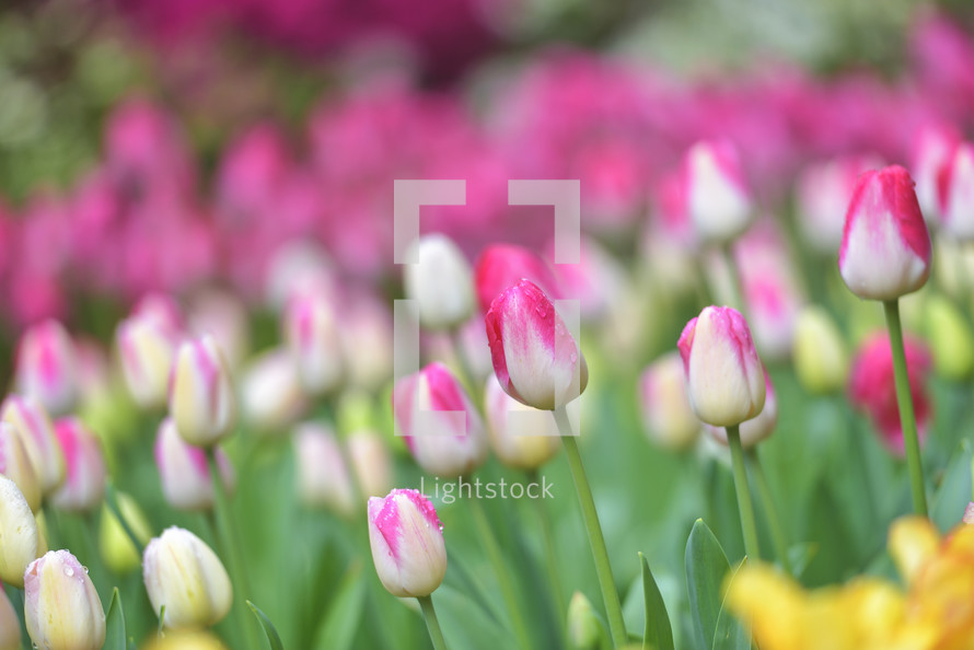 pink and white tulips in a field 